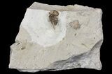 Scarce Cyphaspis Carrolli Trilobite - Oklahoma #170266-1